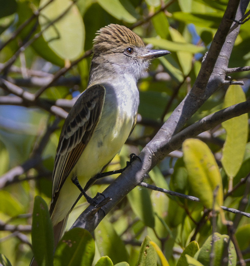 image Brown-crested Flycatcher